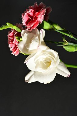 Siyah arkaplandaki güzel çiçekleri kapat 