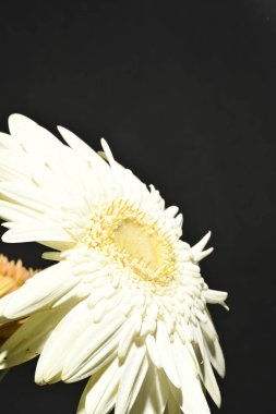 close up of beautiful gerbera  flower on dark background 