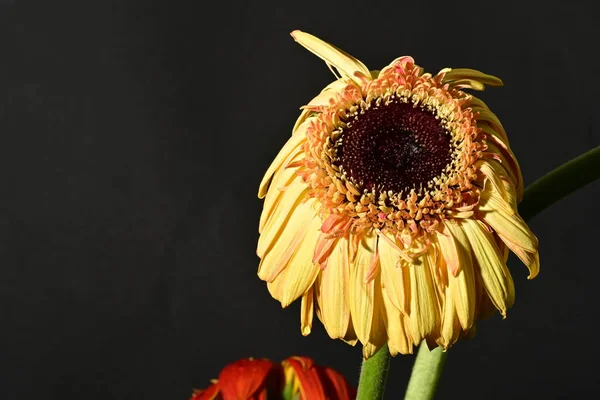 close up of beautiful gerbera  flower on dark background 