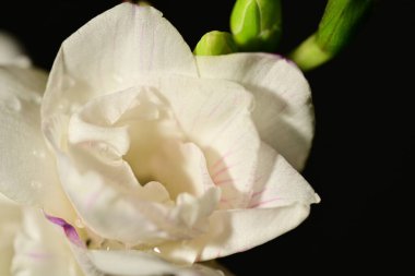 Güzel beyaz çiçeğe yakın çekim, stüdyo çekimi