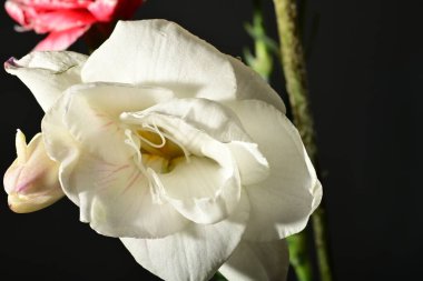 Siyah arkaplandaki güzel çiçekleri kapat 