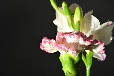 Siyah arkaplandaki güzel çiçekleri kapat 