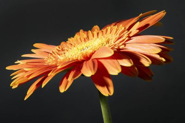 close up of beautiful gerbera  flower on dark background 