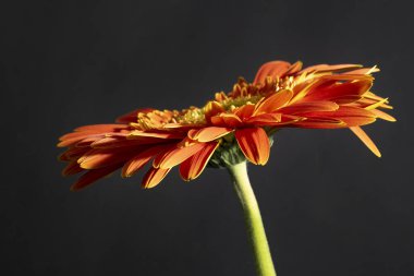 close up of beautiful gerbera  flower on dark background 