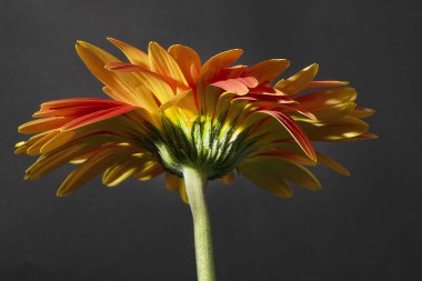 close up of beautiful gerbera  flower on dark background 