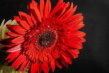 close up of beautiful gerbera  flower on dark background 