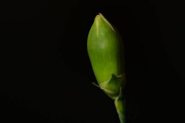 Koyu arkaplanda güzel karanfil çiçeğini kapat. 