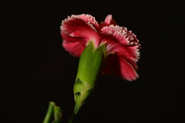 close up of beautiful carnation flower on dark background
