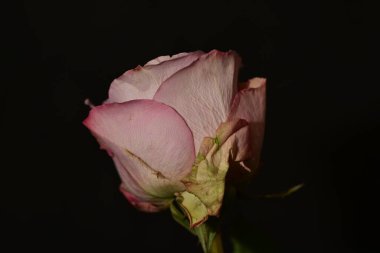 close up of beautiful rose flower on dark background 