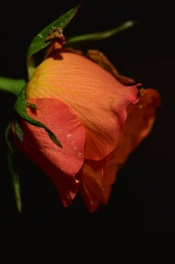 close up of beautiful rose flower on dark background 