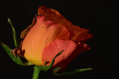 close up of beautiful rose flower on dark background 