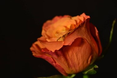 close up of beautiful rose flower on dark background 