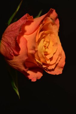 close up of beautiful rose flower on dark background 