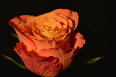 close up of beautiful rose flower on dark background 