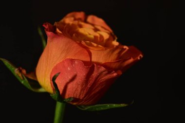 close up of beautiful rose flower on dark background 