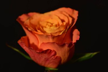 close up of beautiful rose flower on dark background 