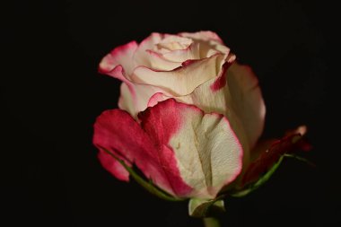 close up of beautiful rose flower on dark background 