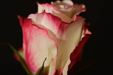 close up of beautiful rose flower on dark background 