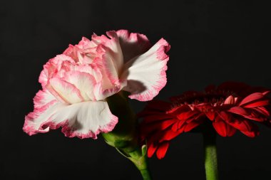 Siyah arkaplandaki güzel çiçekleri kapat 