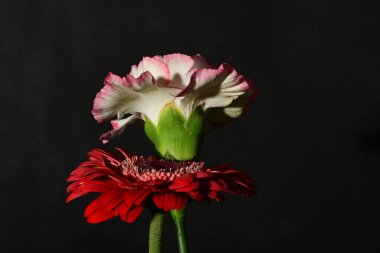 Siyah arkaplandaki güzel çiçekleri kapat 