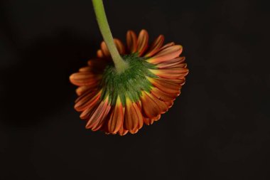 close up of beautiful gerbera  flower on dark background 