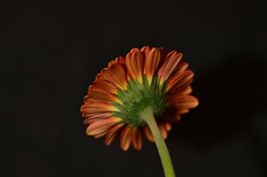 close up of beautiful gerbera  flower on dark background 