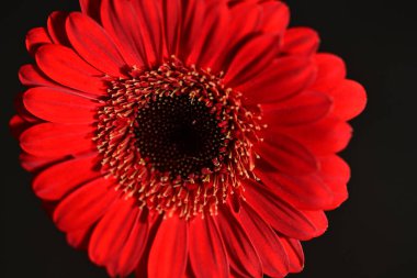 close up of beautiful gerbera  flower on dark background 