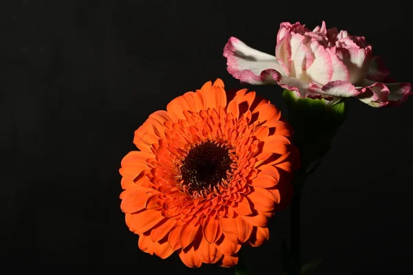 close up of beautiful  flowers on black background