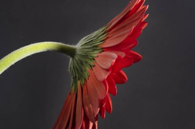 close up of beautiful gerbera  flower on dark background 