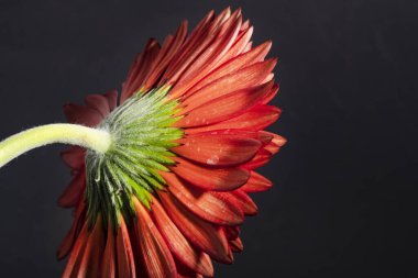 close up of beautiful gerbera  flower on dark background 