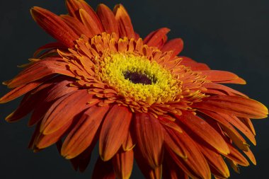 close up of beautiful gerbera  flower on dark background 