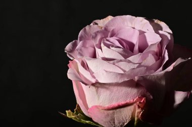 close up of beautiful rose flower on dark background 