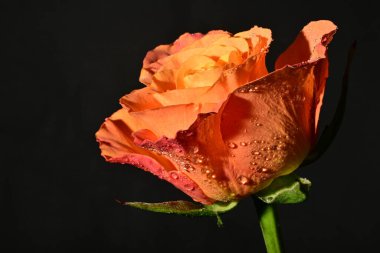 close up of beautiful rose flower on dark background 