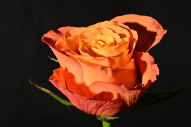 close up of beautiful rose flower on dark background 
