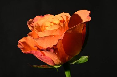 close up of beautiful rose flower on dark background 