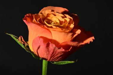 close up of beautiful rose flower on dark background 