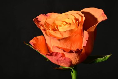 close up of beautiful rose flower on dark background 