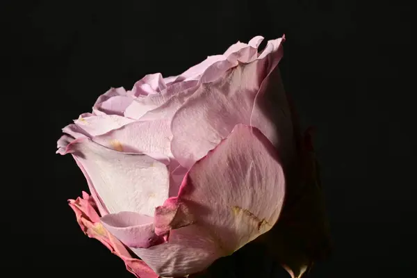 close up of beautiful rose flower on dark background