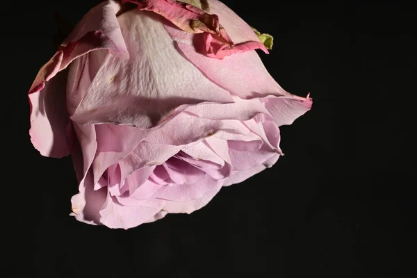close up of beautiful rose flower on dark background