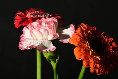 Siyah arkaplandaki güzel çiçekleri kapat 