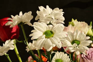 Siyah arkaplandaki güzel çiçekleri kapat 