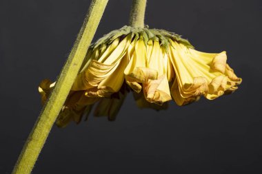 Güzel botanik çekimi, doğal arka plan.