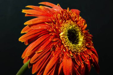 close up of beautiful gerbera  flower on dark background 