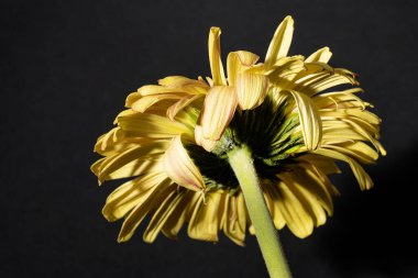 close up of beautiful gerbera  flower on dark background 