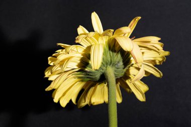 close up of beautiful gerbera  flower on dark background 