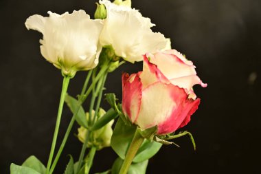 Siyah arkaplandaki güzel çiçekleri kapat 