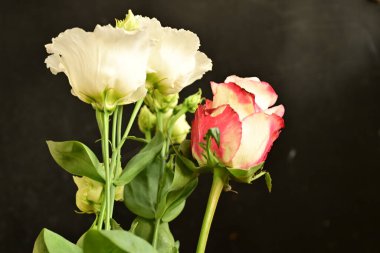 Siyah arkaplandaki güzel çiçekleri kapat 