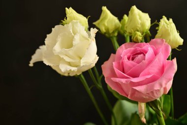 Siyah arkaplandaki güzel çiçekleri kapat 