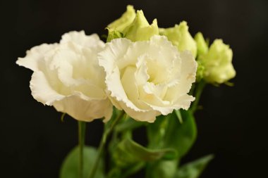 Siyah arkaplandaki güzel çiçekleri kapat 