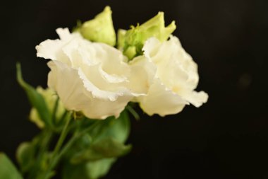 Siyah arkaplandaki güzel çiçekleri kapat 